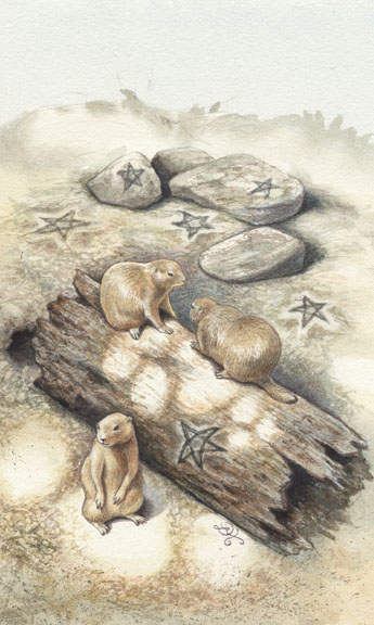 6 of Pentacles -  Prairie Dog